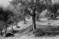 Olivenhain   Toskana Italien