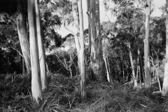 Eukalyptusbäume  Victoria Australien